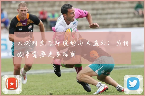 大树对生态环境的七大益处：为何城市需要更多绿荫